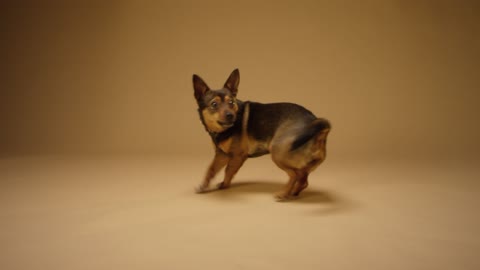 A Black and Tan Short Coated Dog