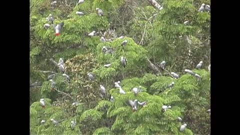 Amazing African Grey Parrots At The Bai