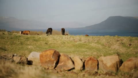 Scenic view of the herd of wild Icelandic horses walking together on the field near the water