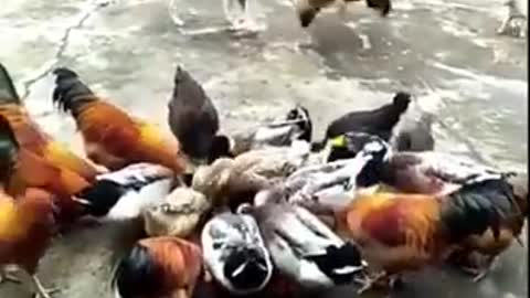 Chicken & Dog Fight - Funny Dog Fight Videos