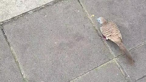 CUTE BIRD LOOKS FOR FOOD ON THE PAVEMENT