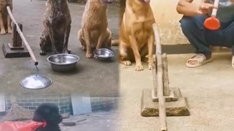 👍how to popular funny video 🐕dog and man animal shots video👌
