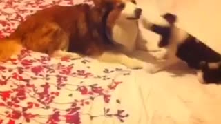 Dog and puppy play fighting on bed