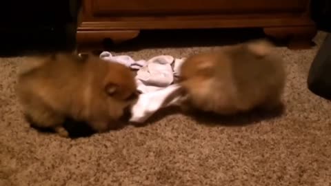 Pomeranian puppies play tug of war