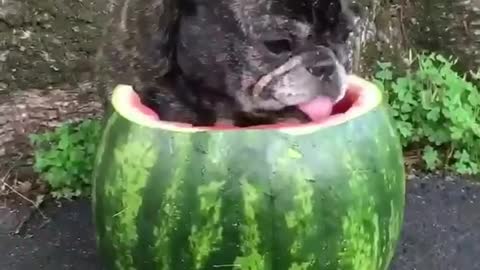 today is very hot, like this dog wants to refresh