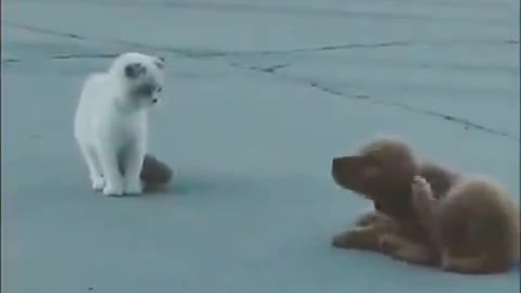 The cat is beaten by the dog