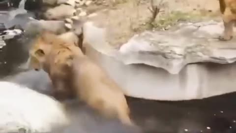 Funny With Two Lions