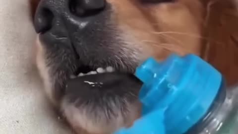 Dog funny video 🤣 dog video