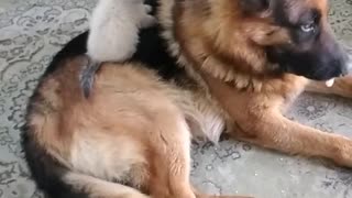 friendship between a cat and a dog