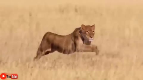 Wild Animals Fighting - Porcupine vs Lion, Leopard vs Boar, Elephant, Video Africa