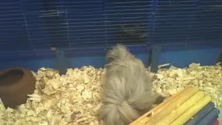 Peruvian guinea pig looking for something on the ground, what will it be... [Nature & Animals]