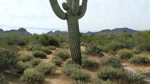 Video Pan Down the Length of a Saguaro Cactus