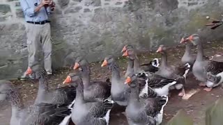 Geese march , funny