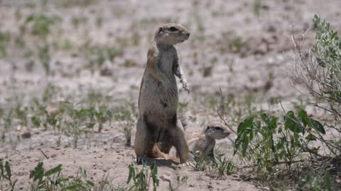 Two African ground squirrel in Central Kalahari Game Reserve, Botswana
