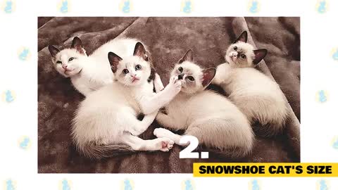 Snowshoe Cats 101 : Fun Facts & Myths