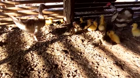 Mother Duck Train Her Baby Born Ducklings Walking