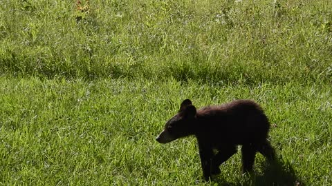 Little Bear in Cades Cove, Great Smokey Mountains National Park June 2022