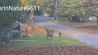 Deer begging for food