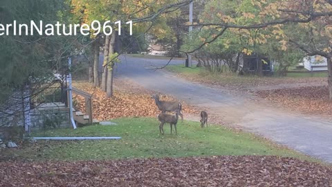 Deer begging for food