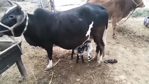 Cows Feeds goats kids