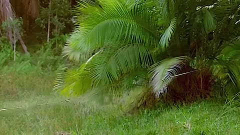 Spider 🕷 - World's largest webs streching over rivers😯