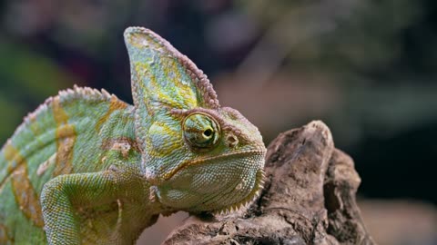 Beautiful Chameleon Resting on a piece of wood
