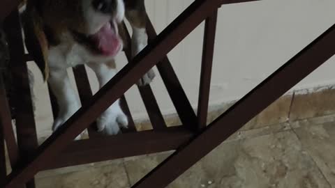 Beagle 35 days on IRON Stairs | Beagle puppy's first time going down stairs! Tilts head and whines