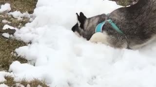Husky super excited to roll around in snow