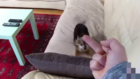 Dogs & Cats vs Middle Finger