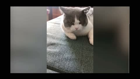 Cutie kittens with strange reaction