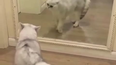 Weird cat compilation