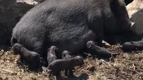 Pigs wild hog with baby littering one day old