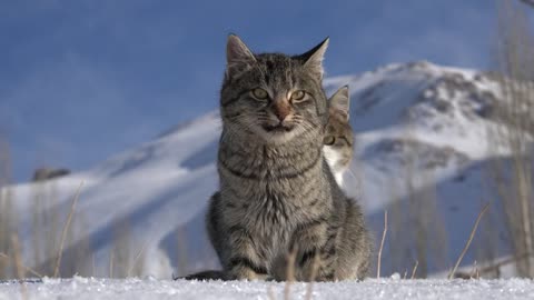 a-couple-of-cats-in-the-snow-medium