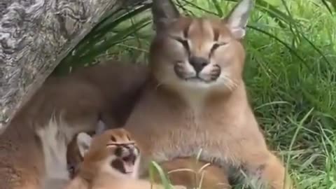 mother is teaching to Child--cute animals