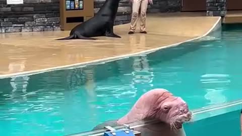 Walrus posses for a selfie with a little girl