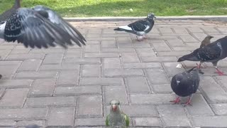 Bird Makes Friends With Park Pigeons