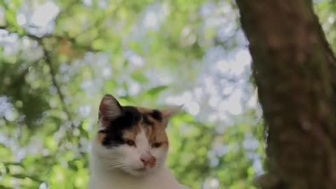 Omg So Cute And Funny Cat Video 2021। Cat Lovers Video Part 5