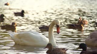 Adorable White Swan Diving With Her Head To Pick Worms