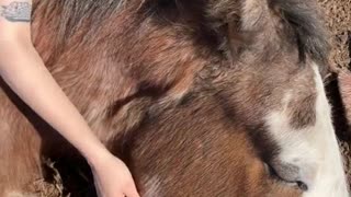 Sleepy Clydesdale Takes a Nap on a Girl's Lap