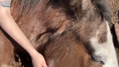 Sleepy Clydesdale Takes a Nap on a Girl's Lap