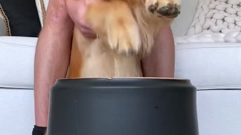 golden retriever puppy funny playing instrument😆😂😍🐕🔥