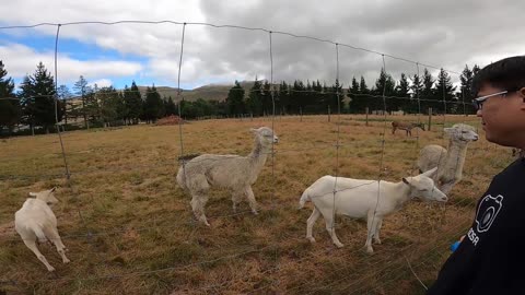 The goats and alpacas in New Zealand