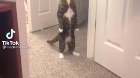 Cute cats make very, very funny movements and clips