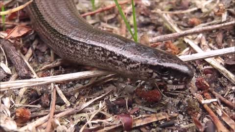 The Most Venomous Snakes in the World || Snake video