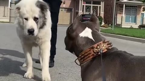 pitBull vs Albain 💪 💪 Funny animal video 😂📸