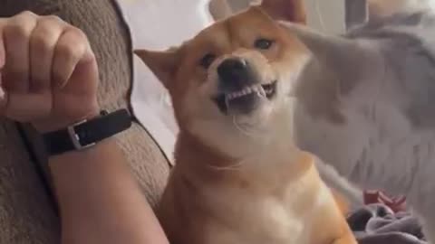Funny videos dogs #funnyvideo #funnyanimals #funnymemes