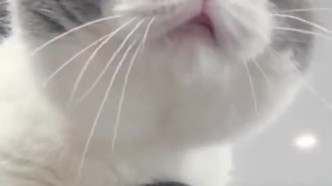 Cute Cat Speak To Camera