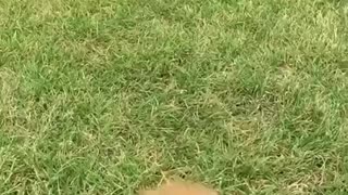 A slow mo video of a puppy outside running to the camera