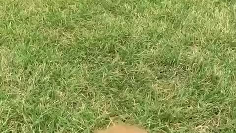 A slow mo video of a puppy outside running to the camera