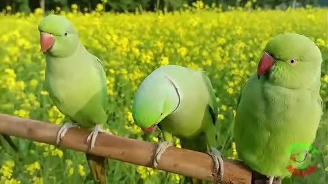 Three Beautiful talking parrot